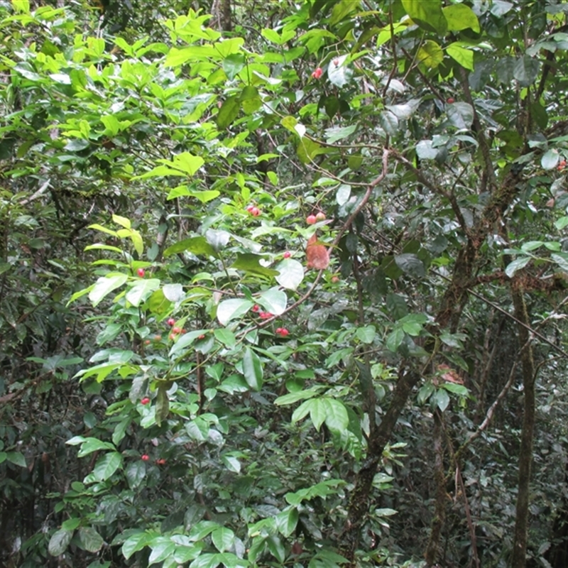 Euonymus australianus