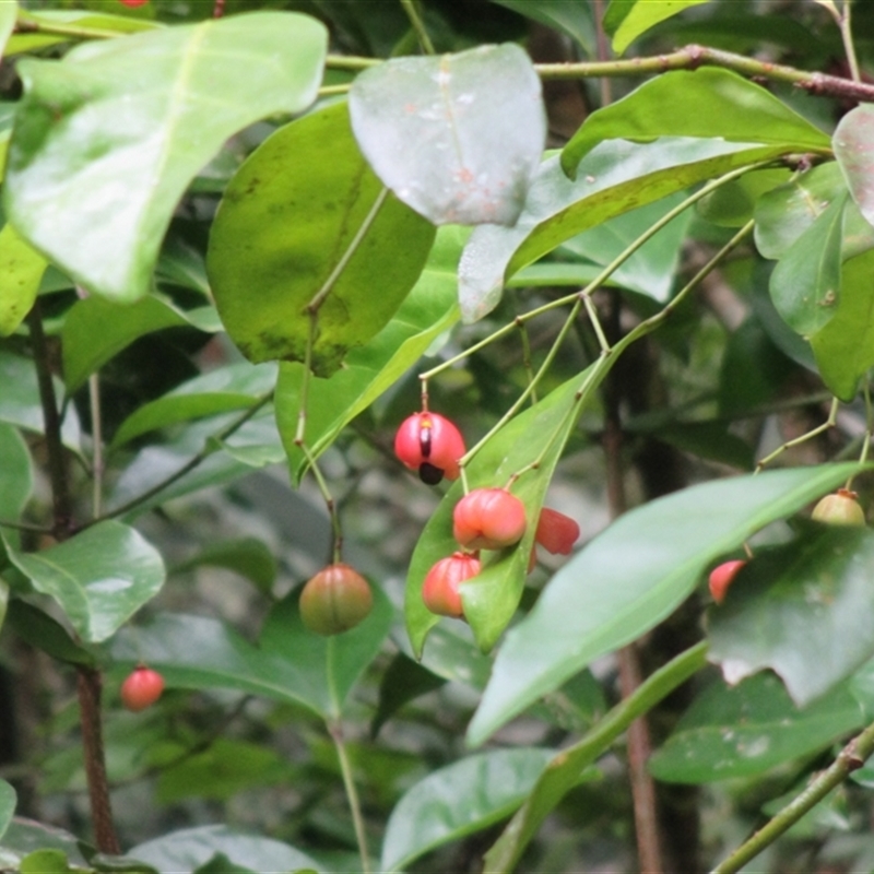 Euonymus australianus