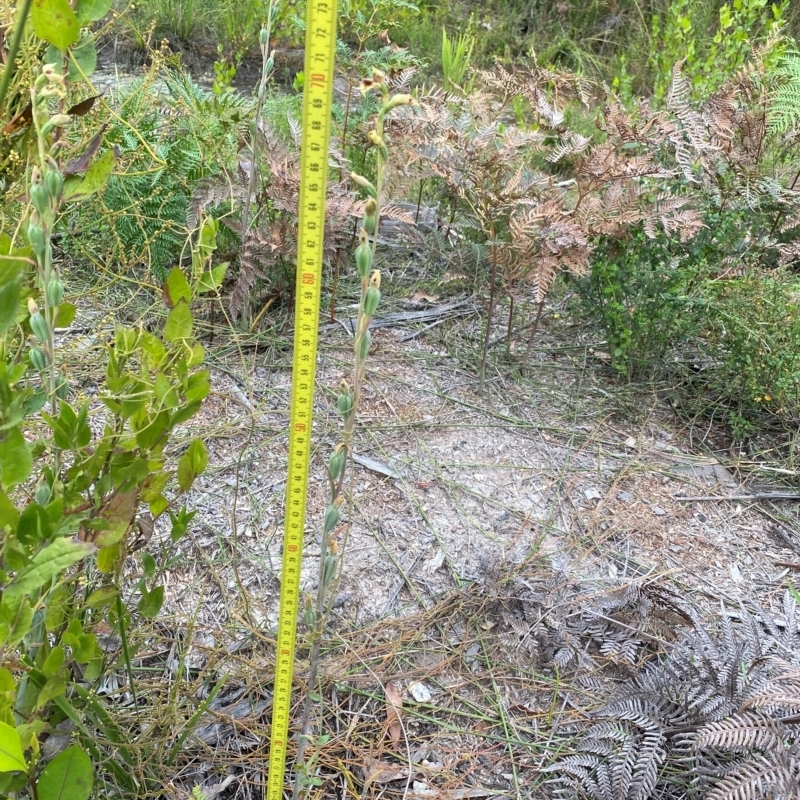 Calochilus herbaceus