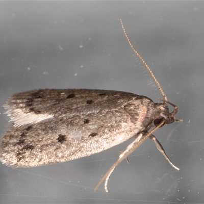 Anaptilora (genus)