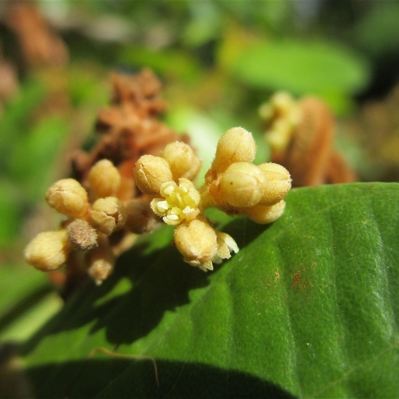 Cryptocarya murrayi