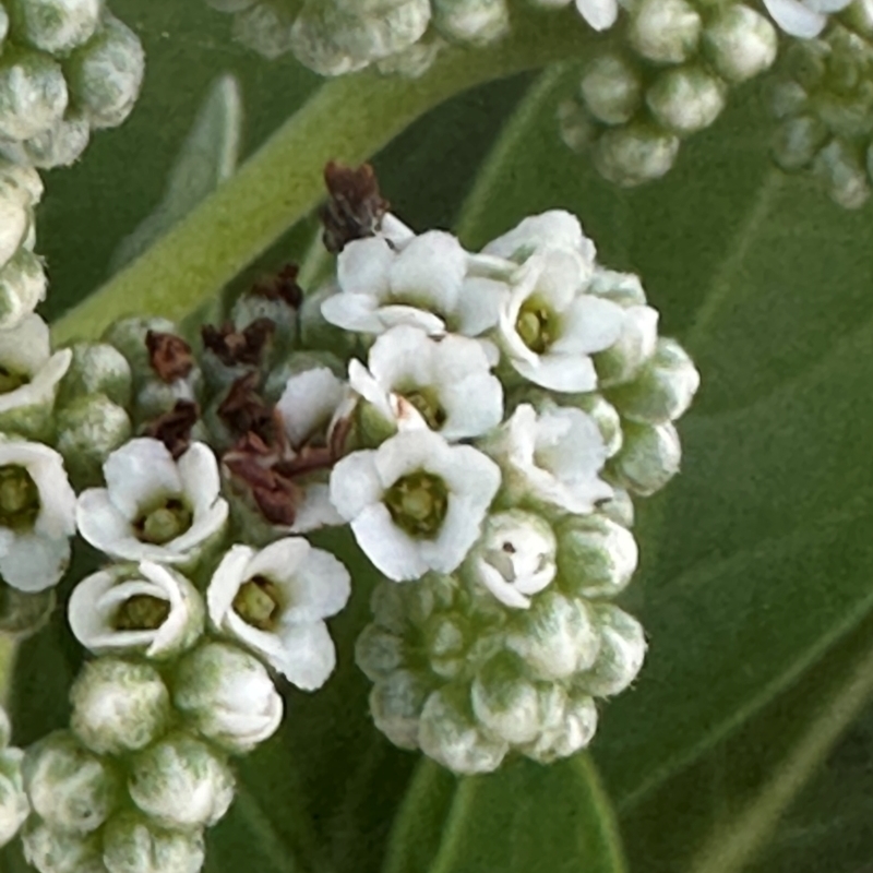 Argusia argentea