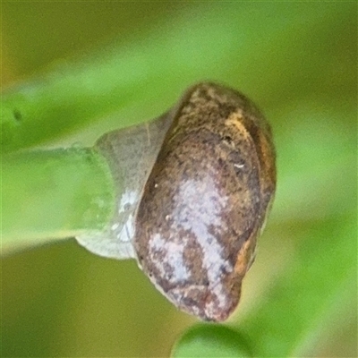 Oxyloma elegans