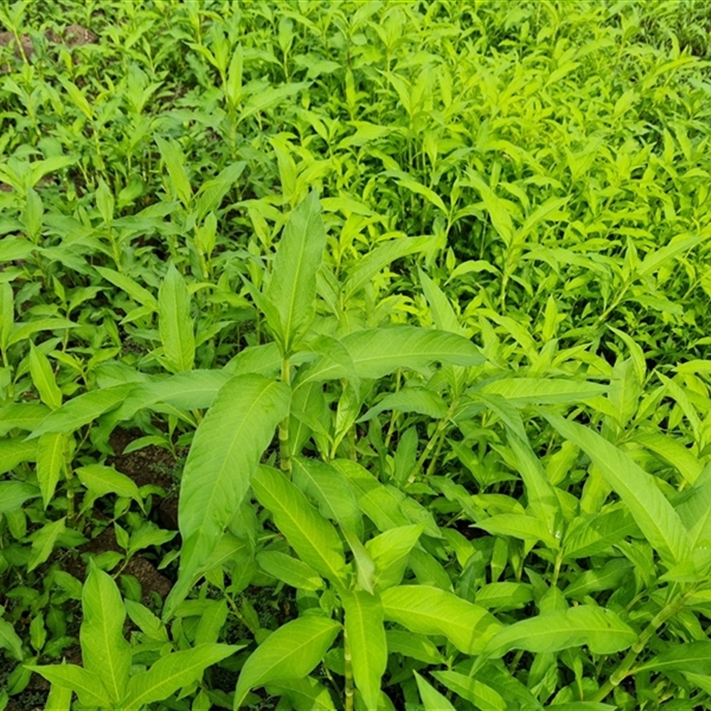Persicaria (genus)