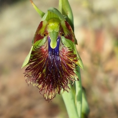 Calochilus montanus