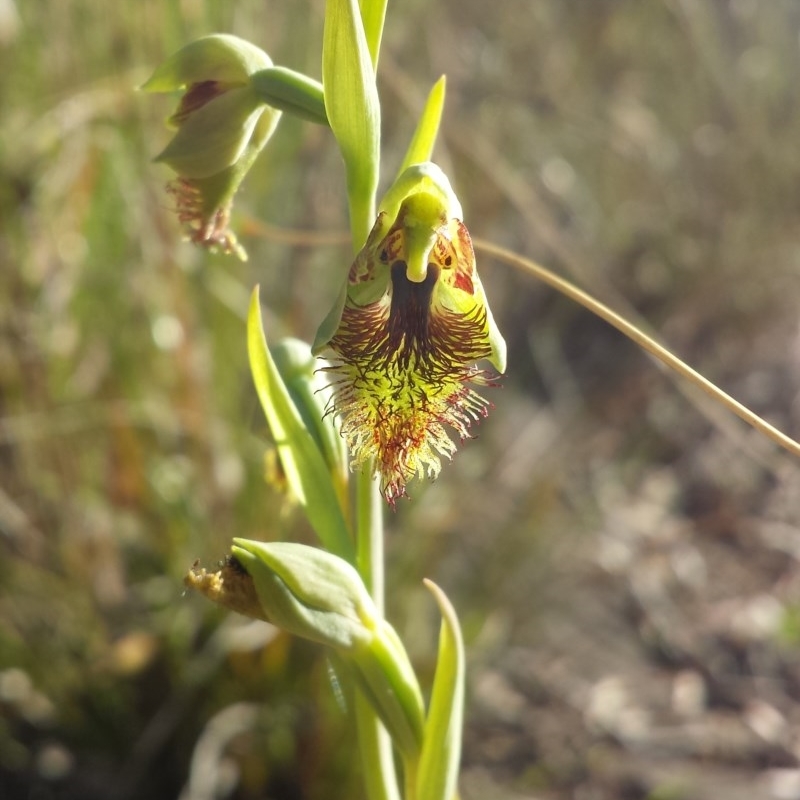 Calochilus montanus