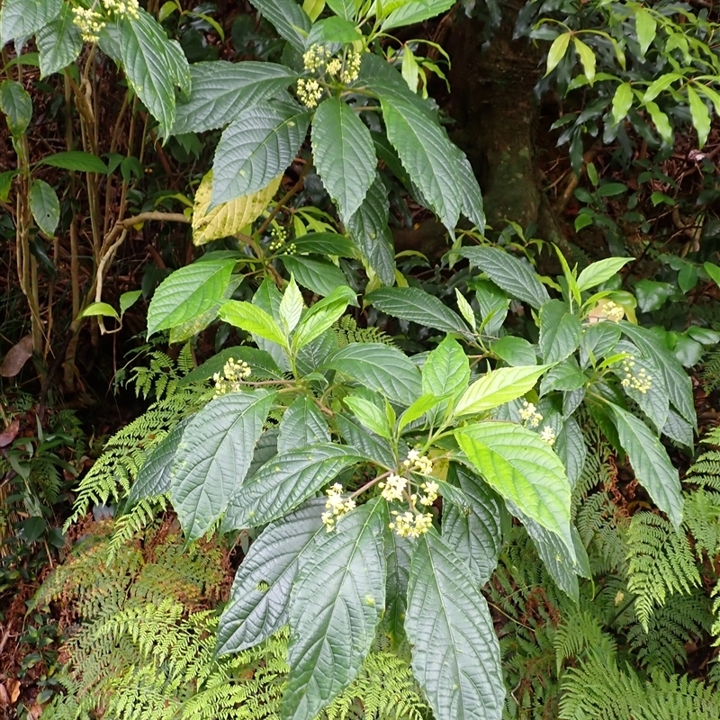 Abrophyllum ornans