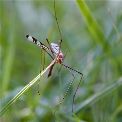 Gynoplistia (Xenolimnophila) fergusoni