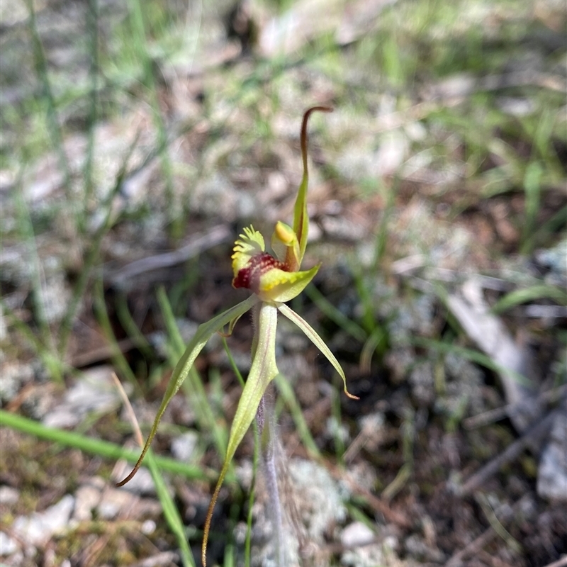 Caladenia sp. (hybrid)