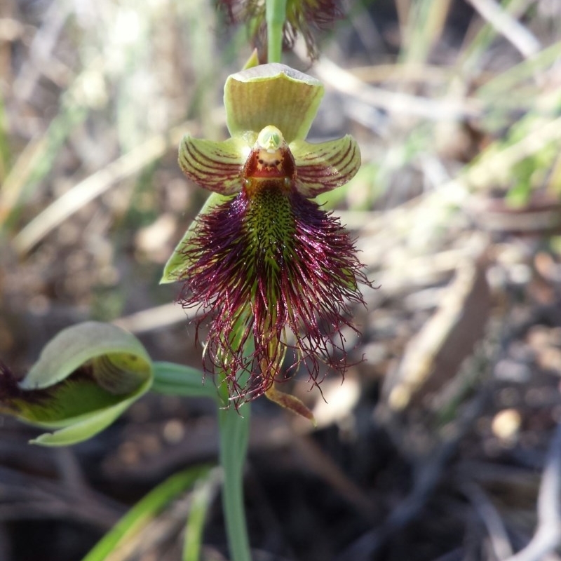 Calochilus paludosus