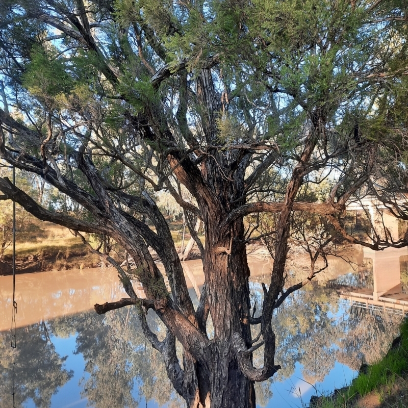 Melaleuca trichostachya