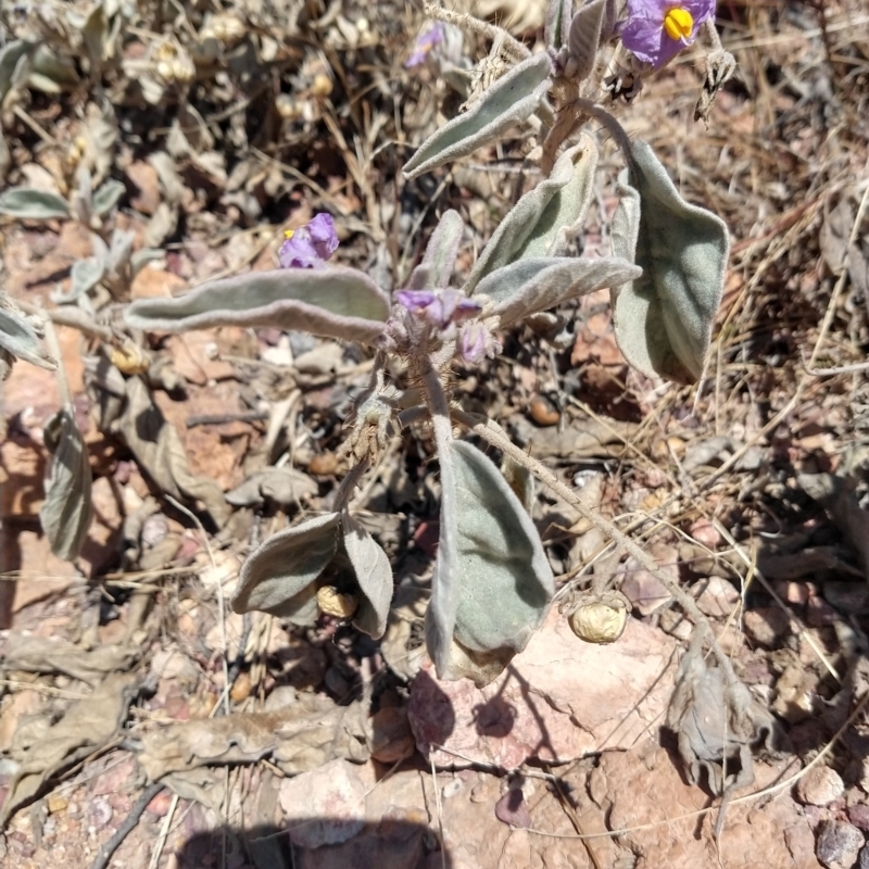 Solanum ellipticum