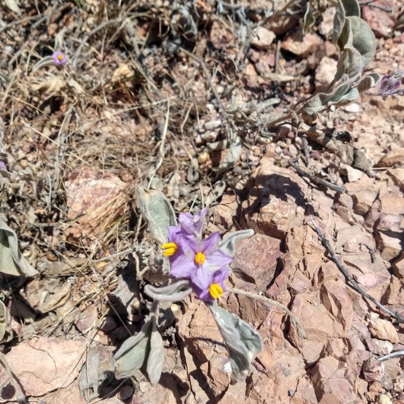 Solanum ellipticum