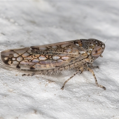 Orosius argentatus