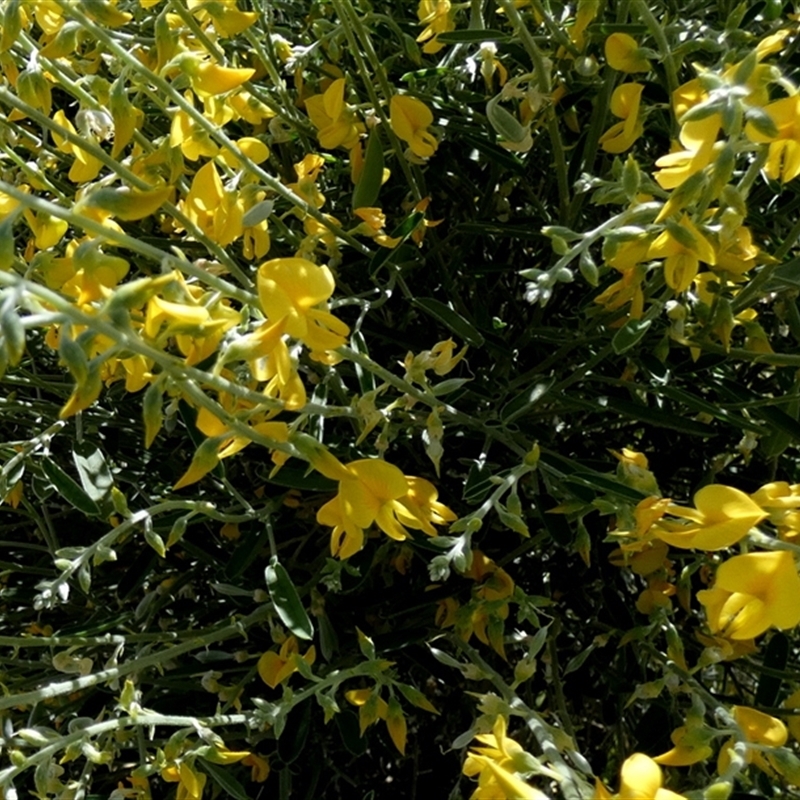 Crotalaria eremaea