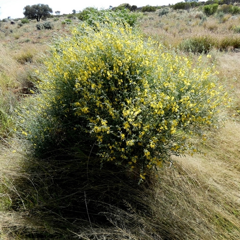 Crotalaria eremaea