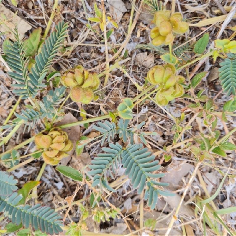 Neptunia xanthonema