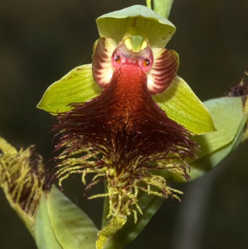 Calochilus pulchellus