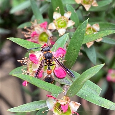 Deuterodiscoelius sp. (genus)