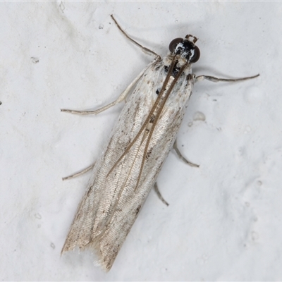 Pyraloidea (unidentified Pyraloid moth)