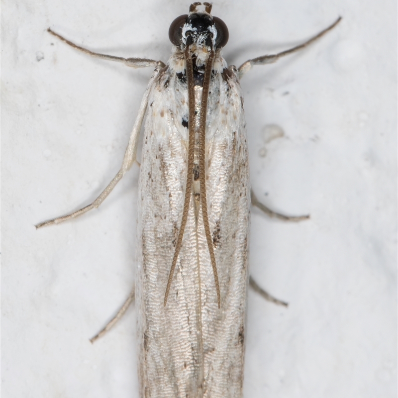 Pyraloidea (unidentified Pyraloid moth)