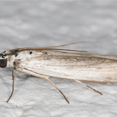 Pyraloidea (unidentified Pyraloid moth)