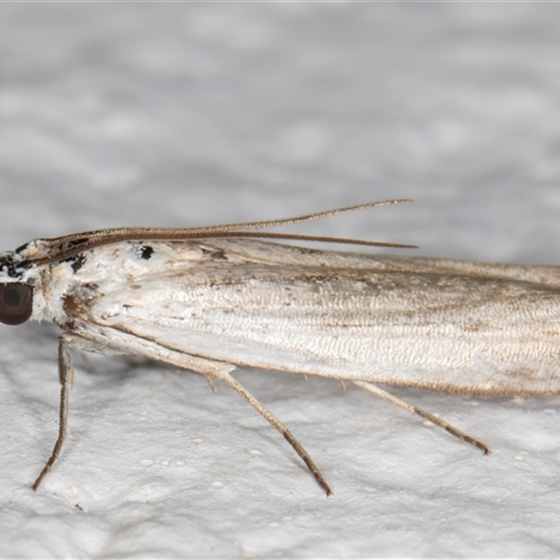 Pyraloidea (unidentified Pyraloid moth)