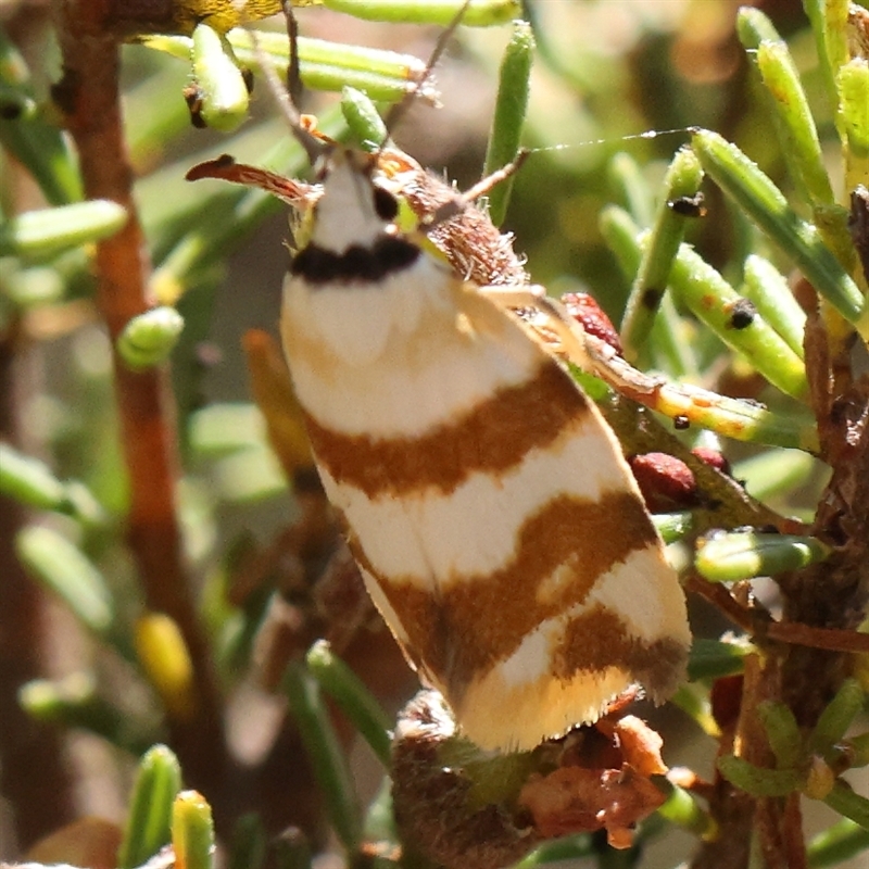 Tanyzancla atricollis