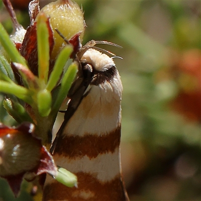 Tanyzancla atricollis