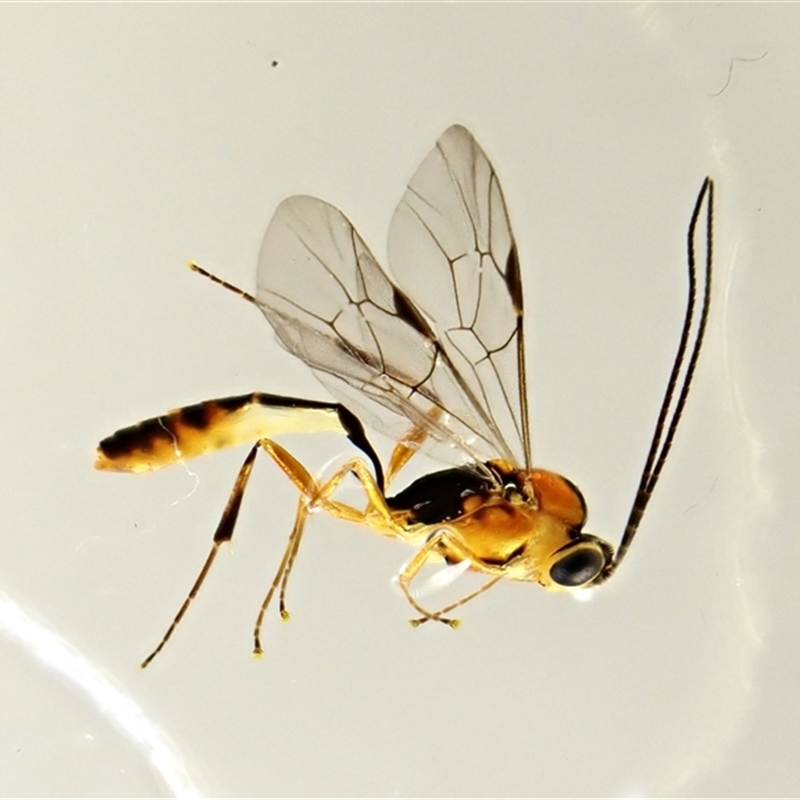 Temelucha sp. (genus)