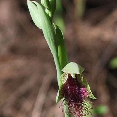 Calochilus robertsonii