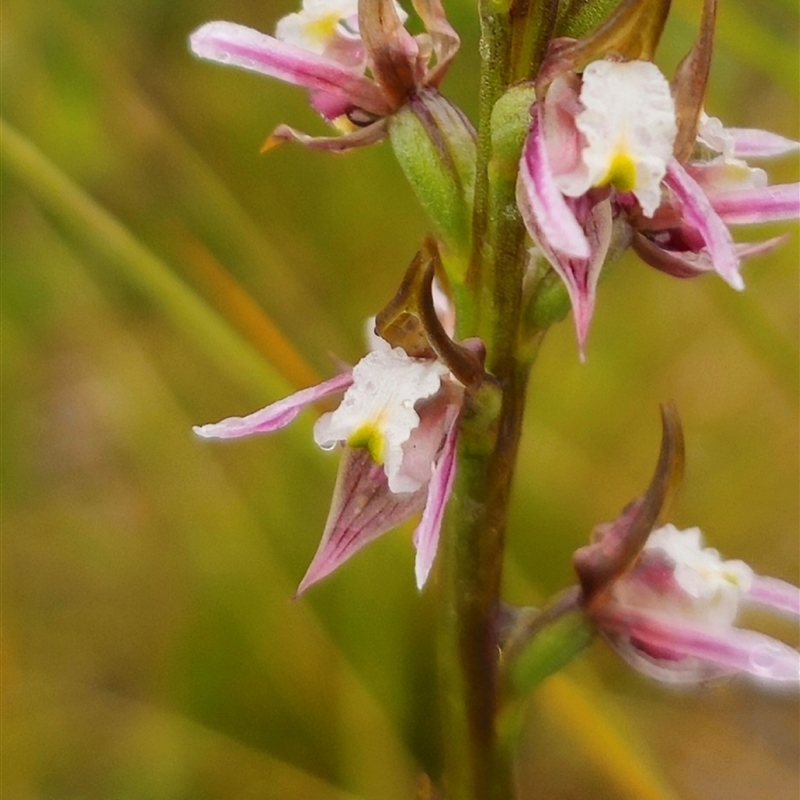 Prasophyllum dossenum