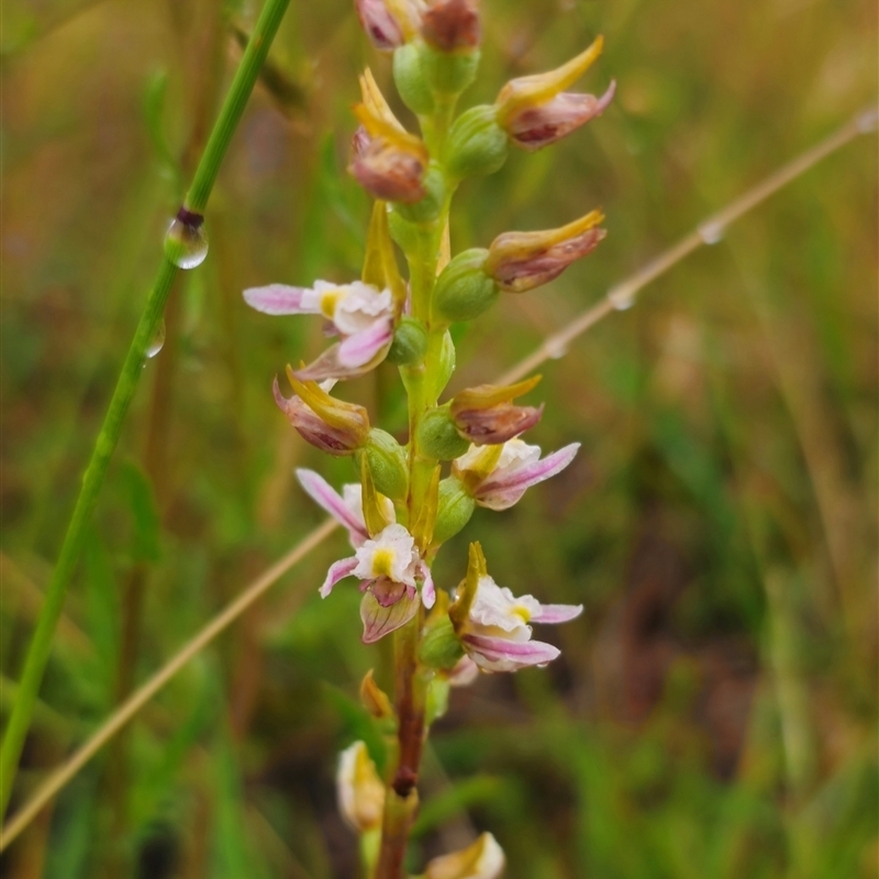 Prasophyllum dossenum