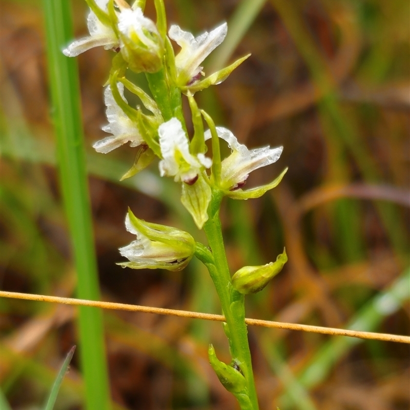 Prasophyllum graniticola