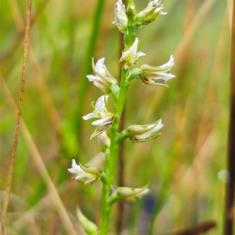 Prasophyllum graniticola