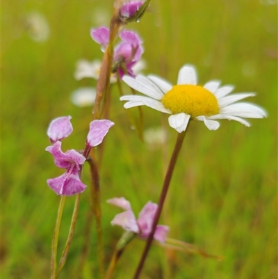 Diuris sp. aff. dendrobioides (Ebor)