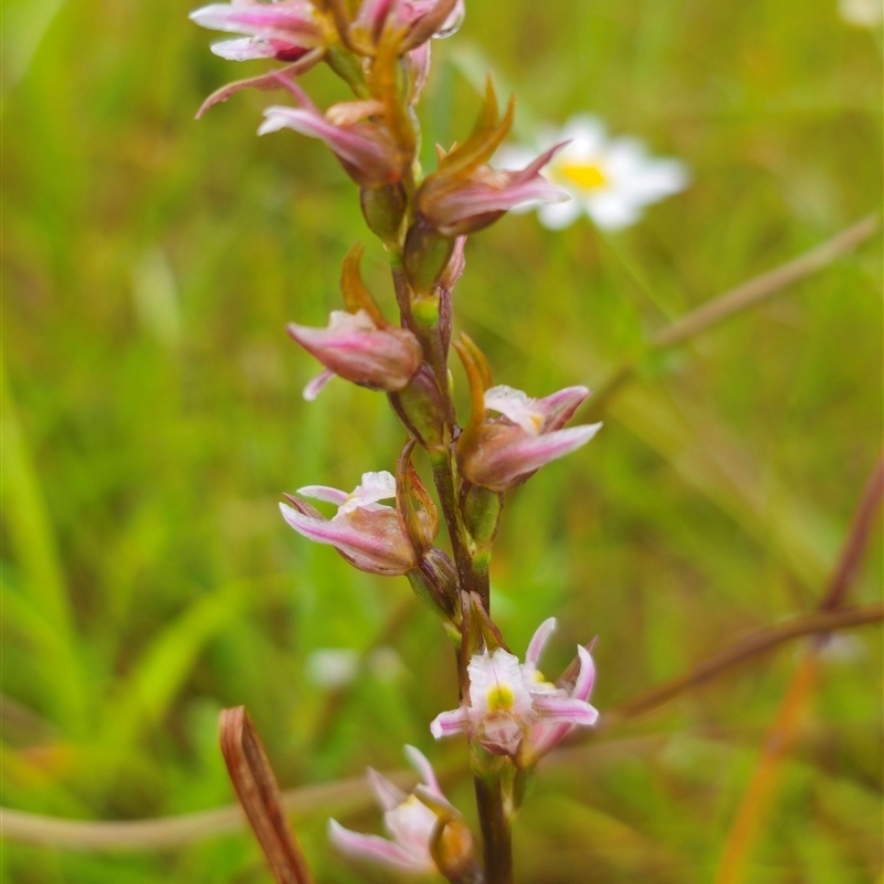 Prasophyllum pictum