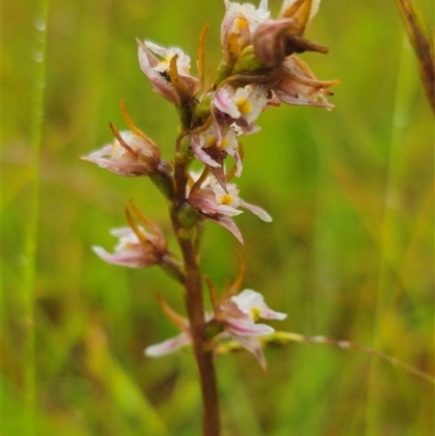 Prasophyllum pictum