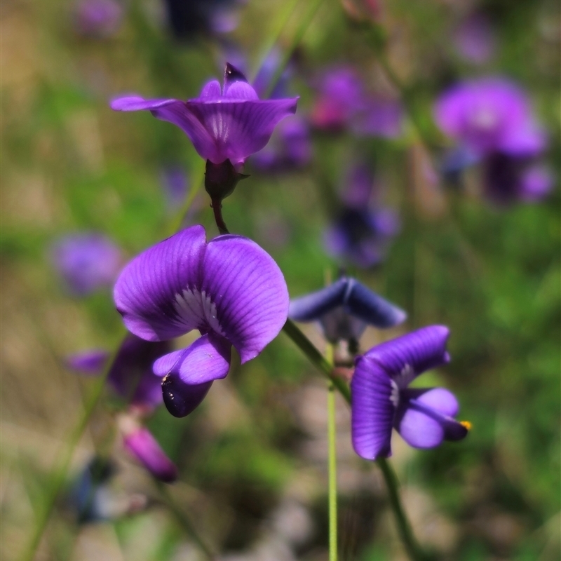 Swainsona brachycarpa