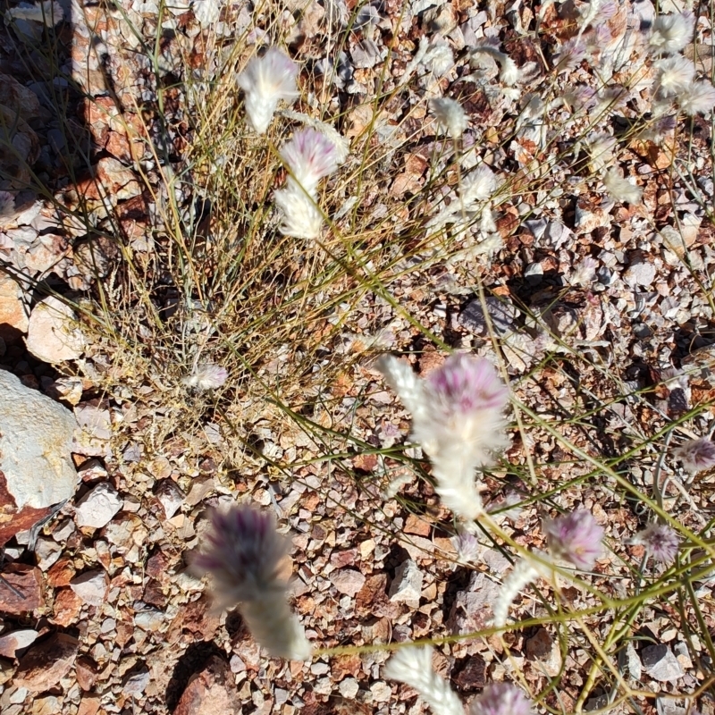 ptilotus schwartzii