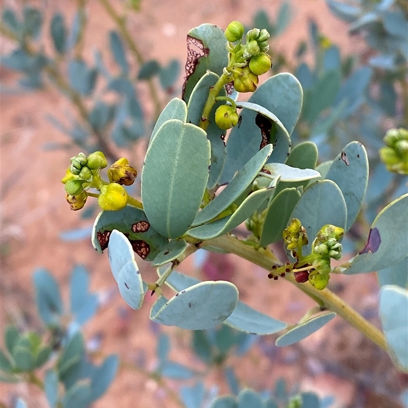 Senna artemisioides subsp. alicia