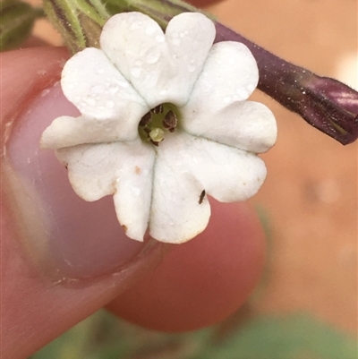 Nicotiana velutina