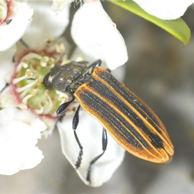 Castiarina praetermissa