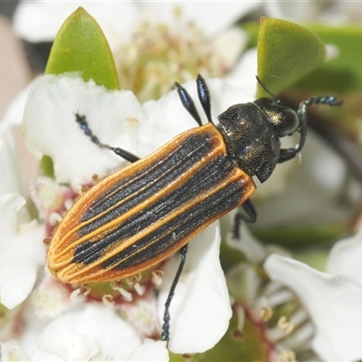 Castiarina praetermissa