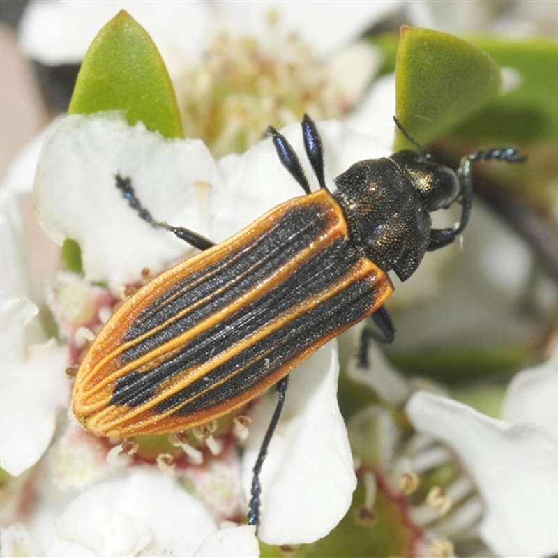 Castiarina praetermissa