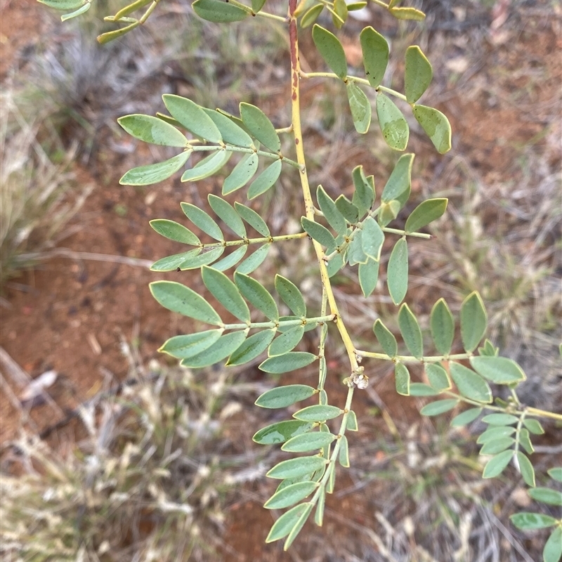 Senna glutinosa subsp. pruinosa