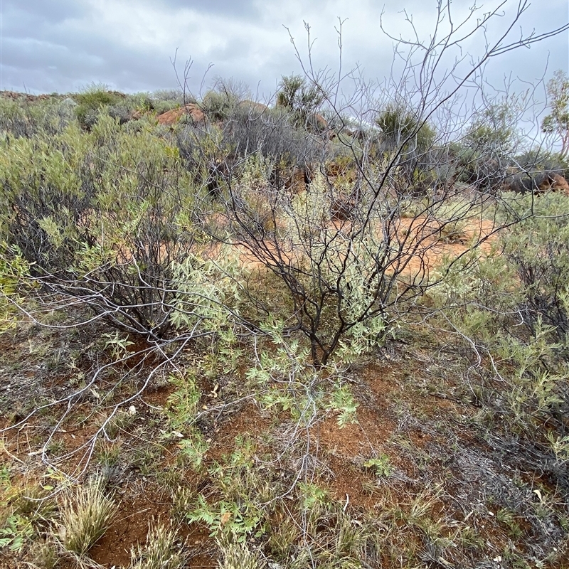 Senna glutinosa subsp. pruinosa