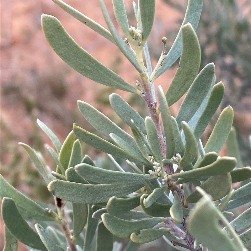 Senna phyllodinea