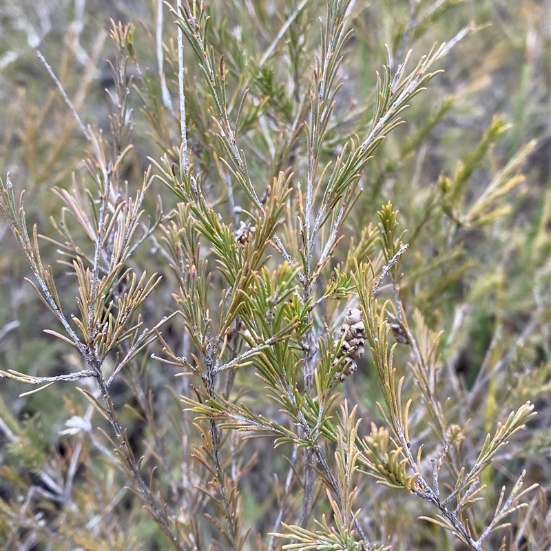 Melaleuca diosmatifolia