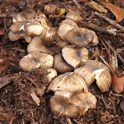 Trogia subglobospora ‘yellow gills’